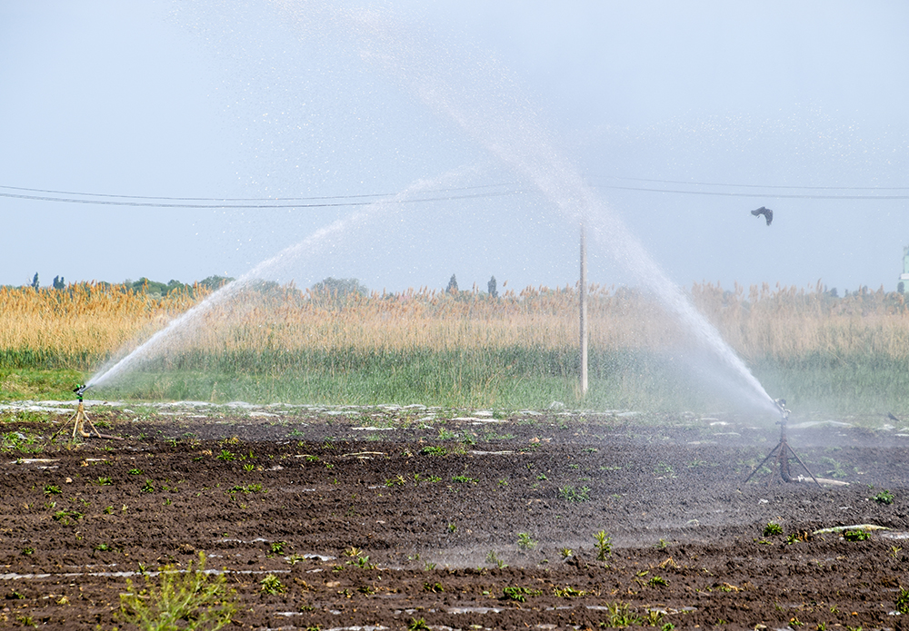 Irrigation system in field of melons. Watering the fields